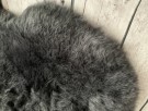 Ekte Islandske Saueskinn i Graphite Brisa farge -korthåret thumbnail