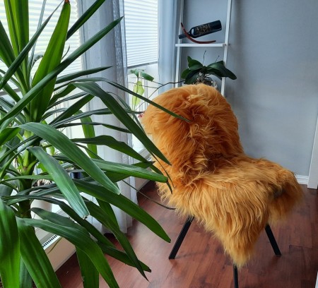 Ekte Islandske Saueskinn i Golden Yellow farge -langhåret