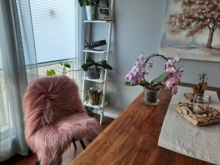 Ekte Islandske Saueskinn i Dirty Pink  farge -langhåret